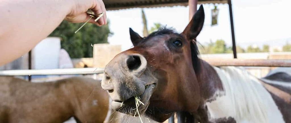 nourriture-interdite-chevaux Aliments interdits aux chevaux